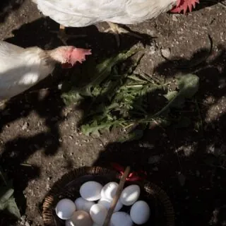 𝗡𝗼𝗻 𝗰𝗲𝗿𝗰𝗵𝗶𝗮𝗺𝗼 𝗰𝗹𝗶𝗲𝗻𝘁𝗶.𝗖𝗲𝗿𝗰𝗵𝗶𝗮𝗺𝗼 𝗰𝗵𝗶 𝘀𝗮 𝗿𝗶𝗰𝗼𝗻𝗼𝘀𝗰𝗲𝗿𝗲 𝘂𝗻 𝗴𝗲𝘀𝘁𝗼.Il vero lusso discreto non vive nei servizi standardizzati,ma nella qualità dell’intenzione.A Maison du Tatà, le uova che puoi trovare pronte nel tuo appartamento in Valle d’Aosta non hanno viaggiato.Sono il risultato della cura quotidiana di mio papà Tarcisio, nel suo pollaio.Un gesto semplice, ripetuto ogni giorno, che arriva fino alla tua colazione.Questa è la nostra 𝗔𝗻𝗶𝗺𝗮 𝗱𝗶 𝗙𝗮𝗺𝗶𝗴𝗹𝗶𝗮.La nostra governante si prende cura degli spazi perché profumino di casa.Io, Chiara, ti accolgo e ti accompagno.Tarcisio ti offre la semplicità di qualcosa fatto bene.Non è un omaggio.È un modo di dirti che qui ogni dettaglio ha un volto,e ogni sapore racconta una storia.𝗦𝗲 𝗮𝗻𝗰𝗵𝗲 𝗽𝗲𝗿 𝘁𝗲 𝗶𝗹 𝗹𝘂𝘀𝘀𝗼 𝗲̀ 𝗳𝗮𝘁𝘁𝗼 𝗱𝗶 𝗴𝗲𝘀𝘁𝗶 𝘃𝗲𝗿𝗶,𝗹𝗼 𝘀𝗲𝗻𝘁𝗶𝗿𝗮𝗶 𝘀𝘂𝗯𝗶𝘁𝗼.